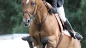 Malin Baryard och Butterfly Flip grejade en femteplats i söndagens Grand Prix. Malin var mycket nöjd med veckan nere i Falsterbo i det stora hela.
FOTO: SCANPIX