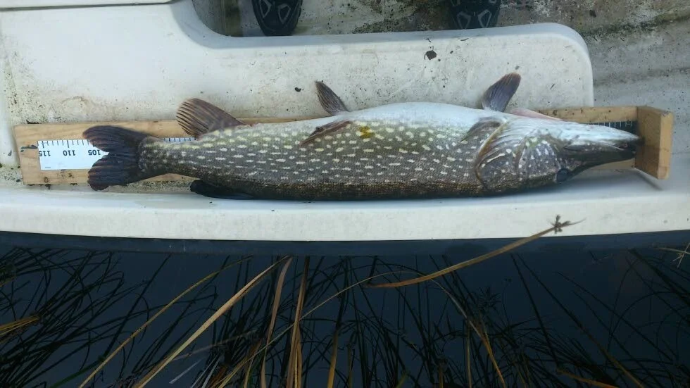 Vinnargäddan. Så här ser vinnargäddan ut i Höstgäddan i Tisnaren, 108 centimeter lång.
