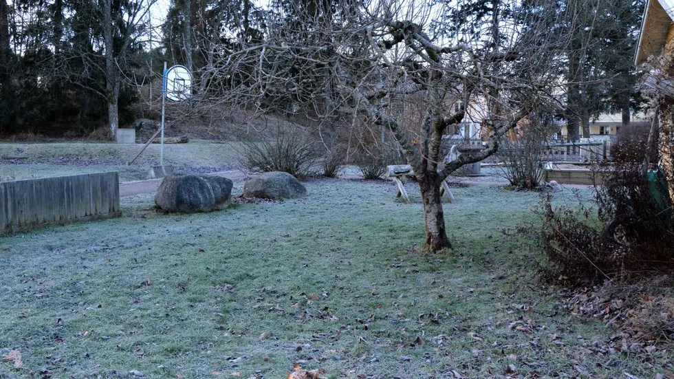 Nedhuggt. En stump är allt som finns kvar av det ena av äppelträden.