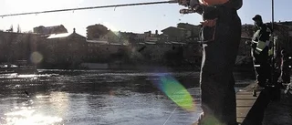Bländande fiskepremiär