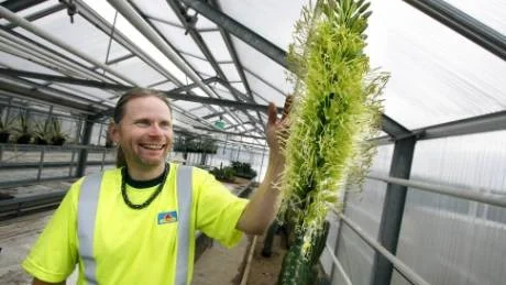 Roger Norrman har aldrig tidigare under sitt arbete varit med om en så ovanlig blomning.Foto: Niclas Sandberg
