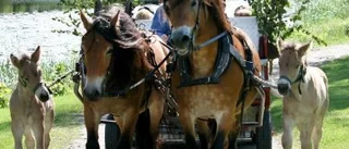 Succé för försommarfest