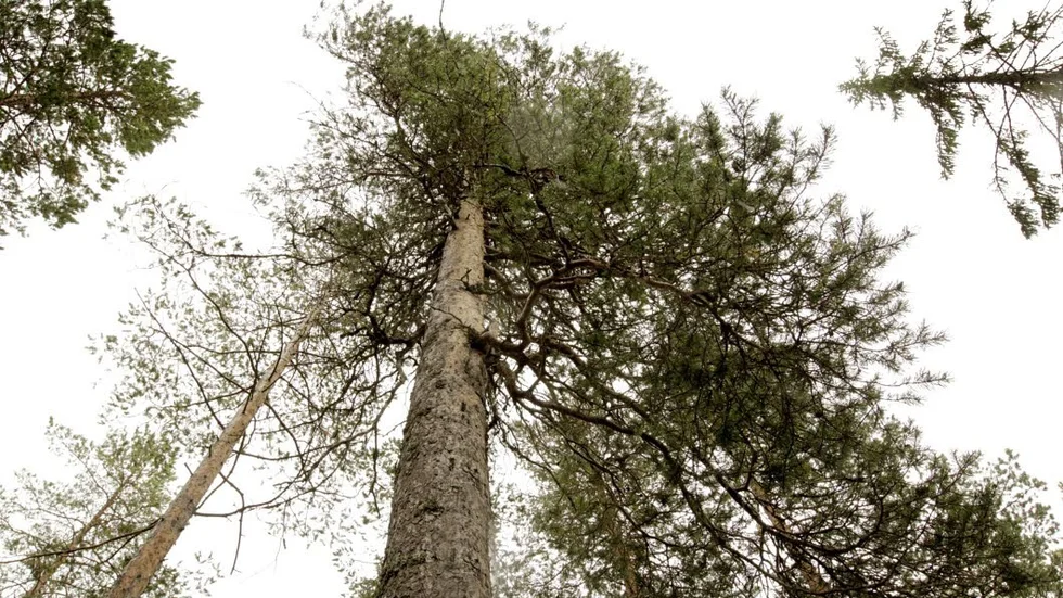 Rikedomar som skog och malm borde gynna Norrland, inte staten och bolagen skriver Norrlandsförbundet och använder Norge som ett exempel. (Arkivbild)