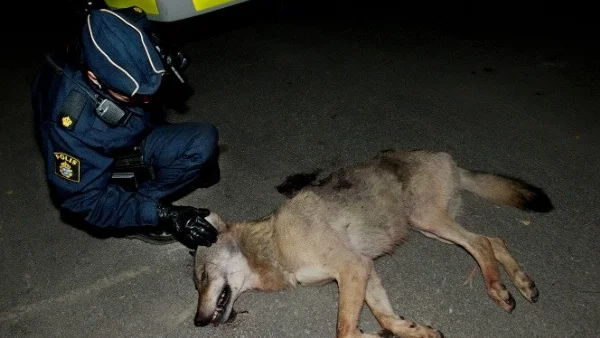 Den skjutna vargen på Vikbolandet hämtades av polis för vidare transport till Statens veterinärmedicinska anstalt. Foto: Janne Forsby