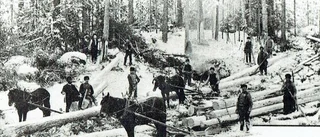 Dramatik i timmerskogen