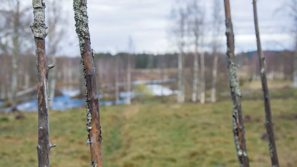 Kjell har tillsammans med sin fru restaurerat ungefär 45 hektar mark. Innan kunde man inte se vattnet som forsar.