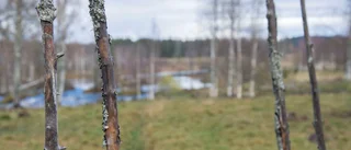 Många arter hotas i jordbruksdöden
