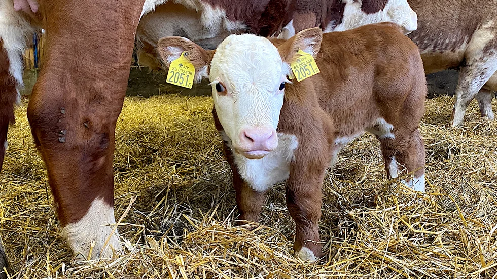 Vid dryga tre veckors ålder har kalven Gösta på Karkesta gård piggat på sig och skuttar runt med de andra kalvarna som de flesta är hans halvsyskon, men betydligt större trots att de är jämngamla.