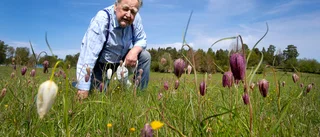 Håkans frökupp – 50 år senare blommar Labro ängar: "De flög iväg"