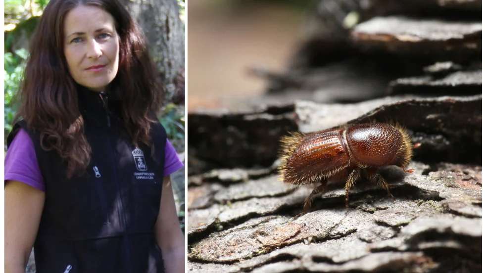 Sara Overud Wissman är naturvårdshandläggare på länsstyrelsen. 