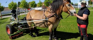Gräsklippning - ett riktigt hästjobb