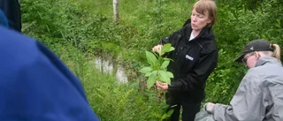 Meetings are now arranged to defeat the invasive species