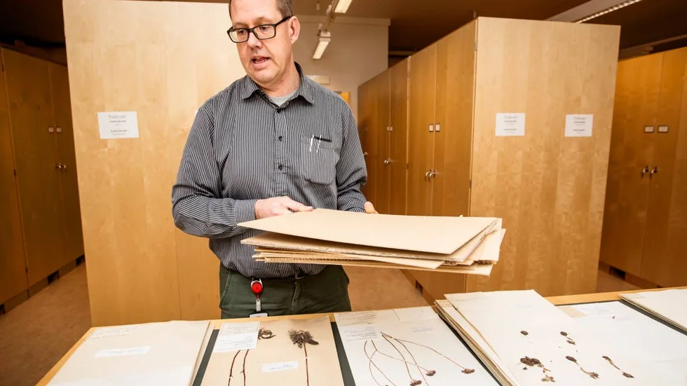 Mats Hjertson är museiintendent vid Evolutionsmuseets herbarium. Här granskas taklök och gul fetknopp från 30-talet.