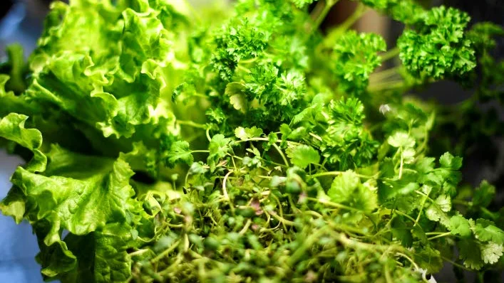 I år odlar Lena Ljungquist basilika, persilja, sallad, babyspenat och ruccola inne under vintern.