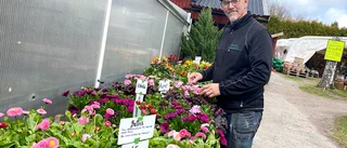 Nu laddar plantskolorna för långhelgen