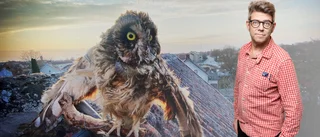 Arvegods skrämmer slag på hela kvarteret