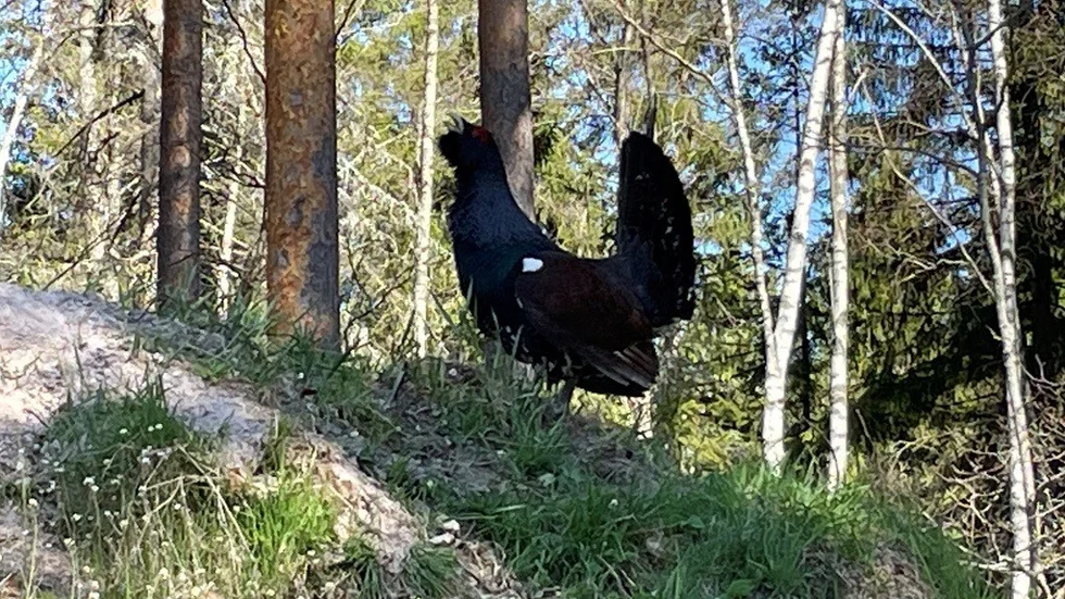 Länsstyrelsen har beslutat att en tjädertupp får skjutas. (Bilden föreställer en annan tjäder.) 