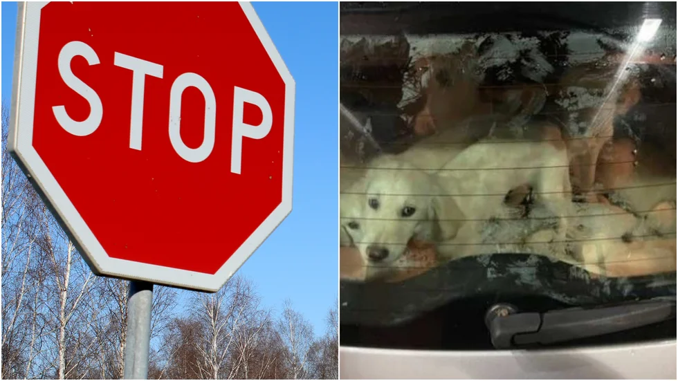 Mannen bakom valpfabriken i Katrineholm får nu djurförbud. Vid polisens tillslag hittades tre tikar och elva hundvalpar. Dock inte hundarna på bilden, som är tagen i ett annat sammanhang.