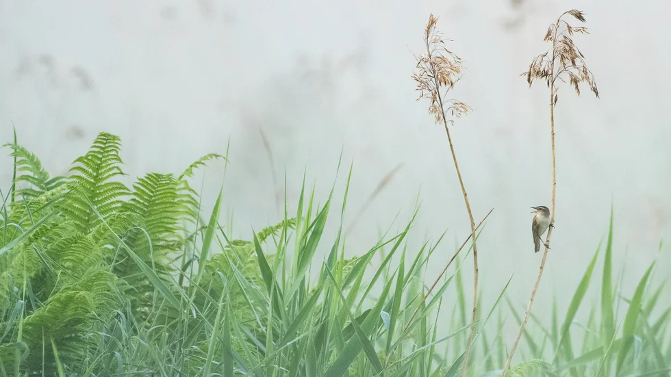 "Fågelskådning klockan 03 på morgonen kan ge oerhört fina upplevelser.
Sävsångare är en fågel man ofta hör, men sällan ser. Men ibland har man tur", skriver Hannu Rimpisalo som fotograferade denna vid Sunderbybäckens utlopp, Gammelstad.



