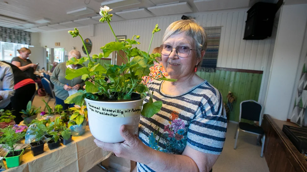 Mona Bergeros lyfter fram den vita pelargonen som ropades in av Maria Johansson i Brobyn. 