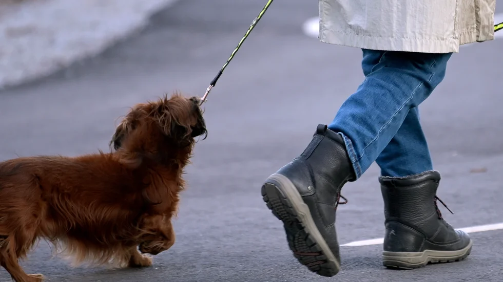 En bilförare smet efter att ha kört på en hund vid ett övergångsställe i Malmö. Arkivbild.