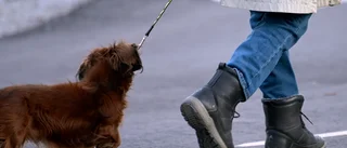 Körde ihjäl hund – smet från platsen