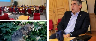 Sågningen av beslutet: "Vad är det här egentligen för larv?"