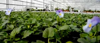Här växer Luleås sommarblommor