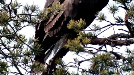 Ãrnen på bilden är fotograferad vid ett annat tillfälle och troligtvis oskyldig.