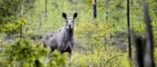Ny jaktlag oroar jägare