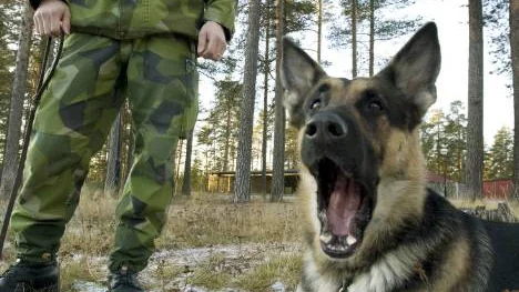 Andreas Nilsson är chef för hundgruppen och Prixa en fyrbent soldat som kan tycka att det här med fotografering är tråkig, lika trist som att inte få den mat man gillar. Foto: GÖRAN STRÖM