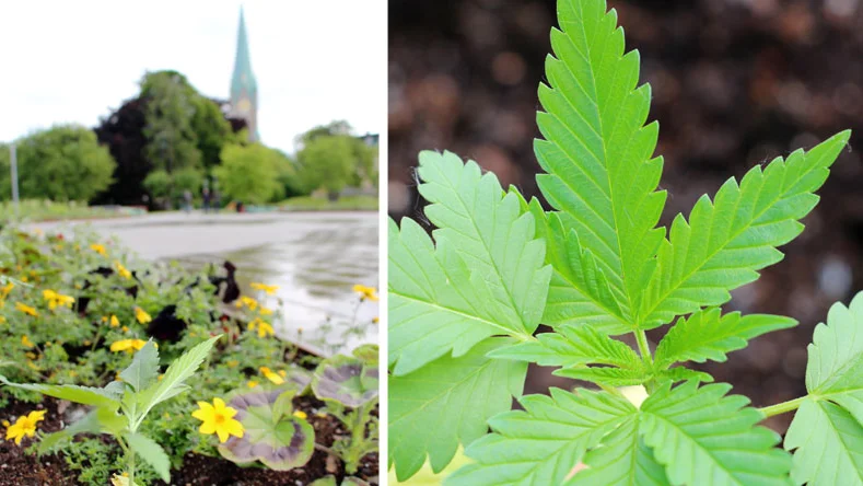 Den här cannabisplantan växer i en rabatt i centrala Linköping. Och fler är på väg upp.