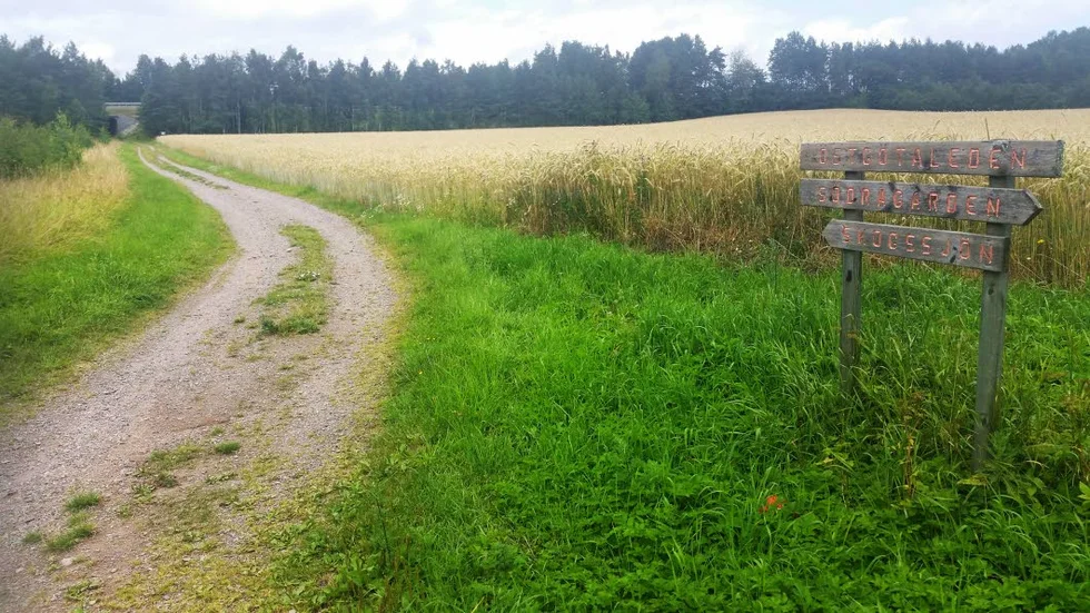 Naturreservat. Gångvägen från Högliden in till Skogsjöområdet.