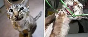 Årets lussekatt korad