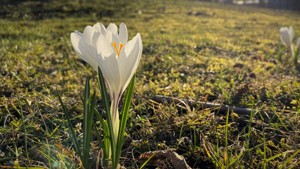 Kunskap är som en blomma. Skolan kan vara den näringsfyllda jorden. Läraren och skolkamraterna kan vara solens varma strålar.