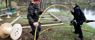 Träd fram i Vinterljus