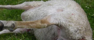 Får dog efter hundattack