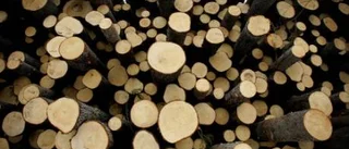 Snabbväxande skog ska rädda skogsindustrin