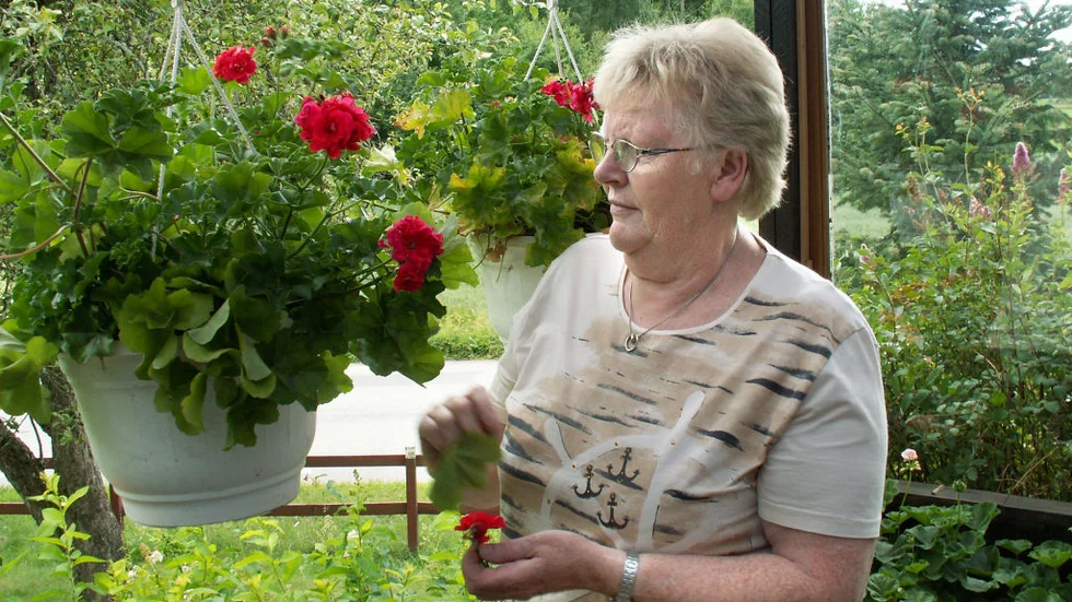 Birgitta Karlsson pysslar om sina pelargoner hemma i Västra Harg igen. Häromdagen pratade hon vävning med Litauens president. Bild: KARL-JOHAN NORÉN
