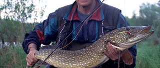 Rotenon och galen fiskevård