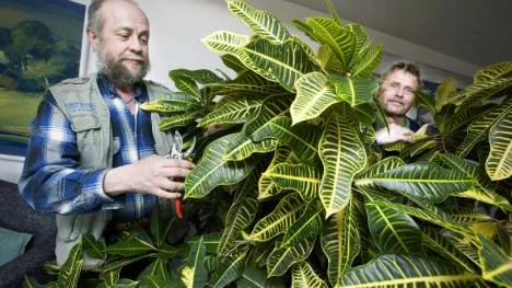 Johan Wedin har upptäckt ytterligare ett blad att ta bort. Kollegan Christer Hjorth tittar fram mitt i det vackra bladverket. "Beröm är värt otroligt mycket", säger Johan om att bli rosad för sitt arbete.FOTO: Pär Bäckström