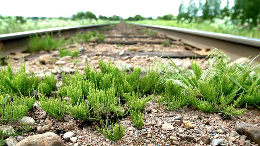 Oönskad grönska.Trafikverkets bekämpning av ogräs gick snett i Rimforsa.