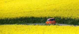 Kålmalen anfaller Östergötland