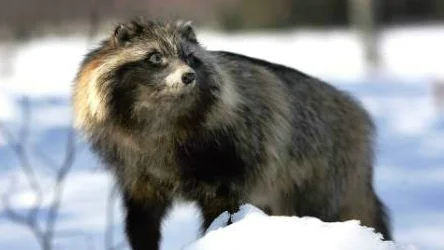 Mårdhund.