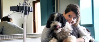 Hundspa och veterinärstation