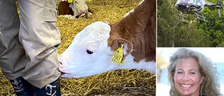 Flygande veterinärer i norr • ”Vill ha en levande glesbygd”
