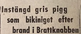 Ur PT:s arkiv: "En griskulting var det enda liv som fanns"