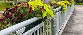 Läsarbilden: Vackra blommor på gångbroarna