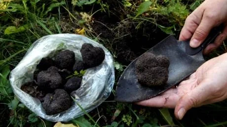 Svart guld. Så har tryffeln kallats eftersom ett kilo tryffel av hög kvalitet, betalas med cirka   6 000 kronor per kilo. Tryffel som grävts upp på regionens mark har serverats på en av Visbys krogar.