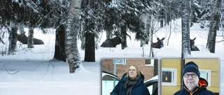 Fyra älgar i Örnäset • "Man blir lite skrajsen" • "Gör mig inget"